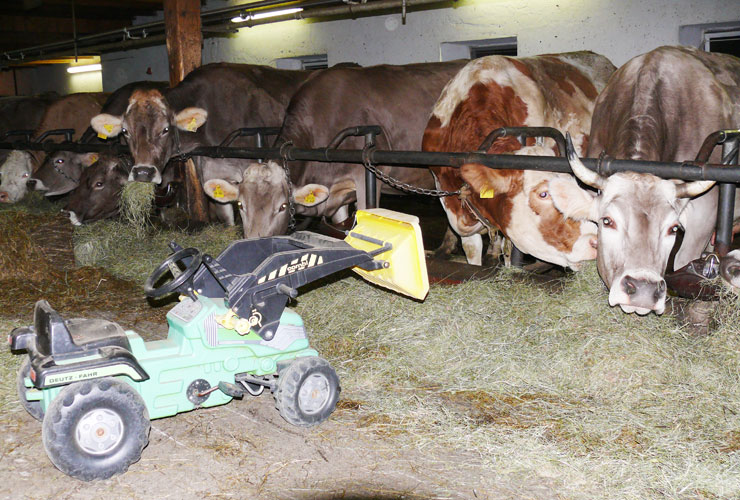 Impressionen von unserem Bauernhof